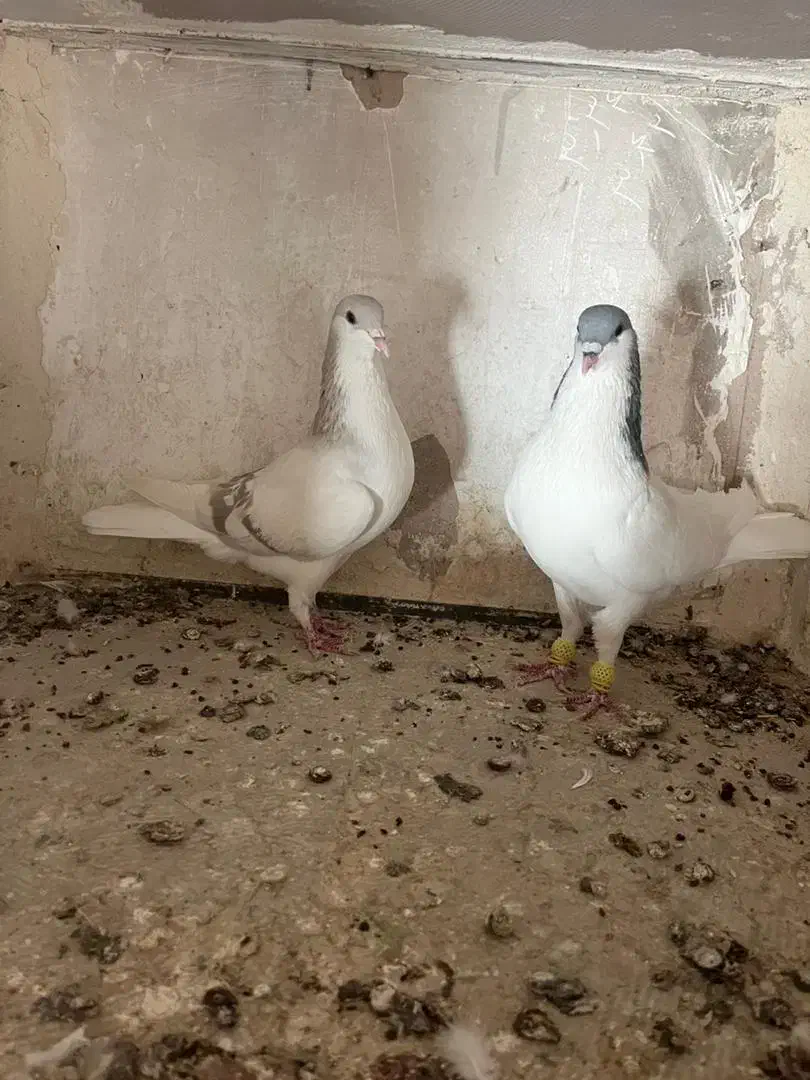 کبوتررنگی|پرنده|اقبالیه, |دیوار