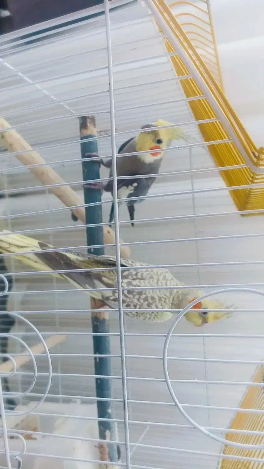 عروس هلندی|پرنده|رشتخوار, |دیوار