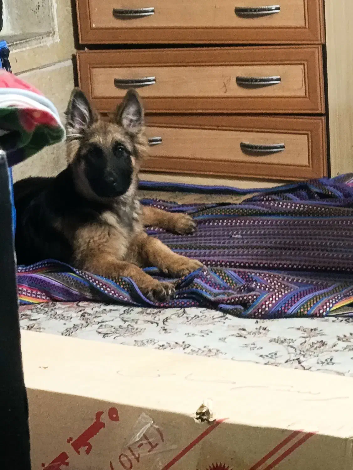 سگ ژرمن نر|سگ|مینودشت, |دیوار