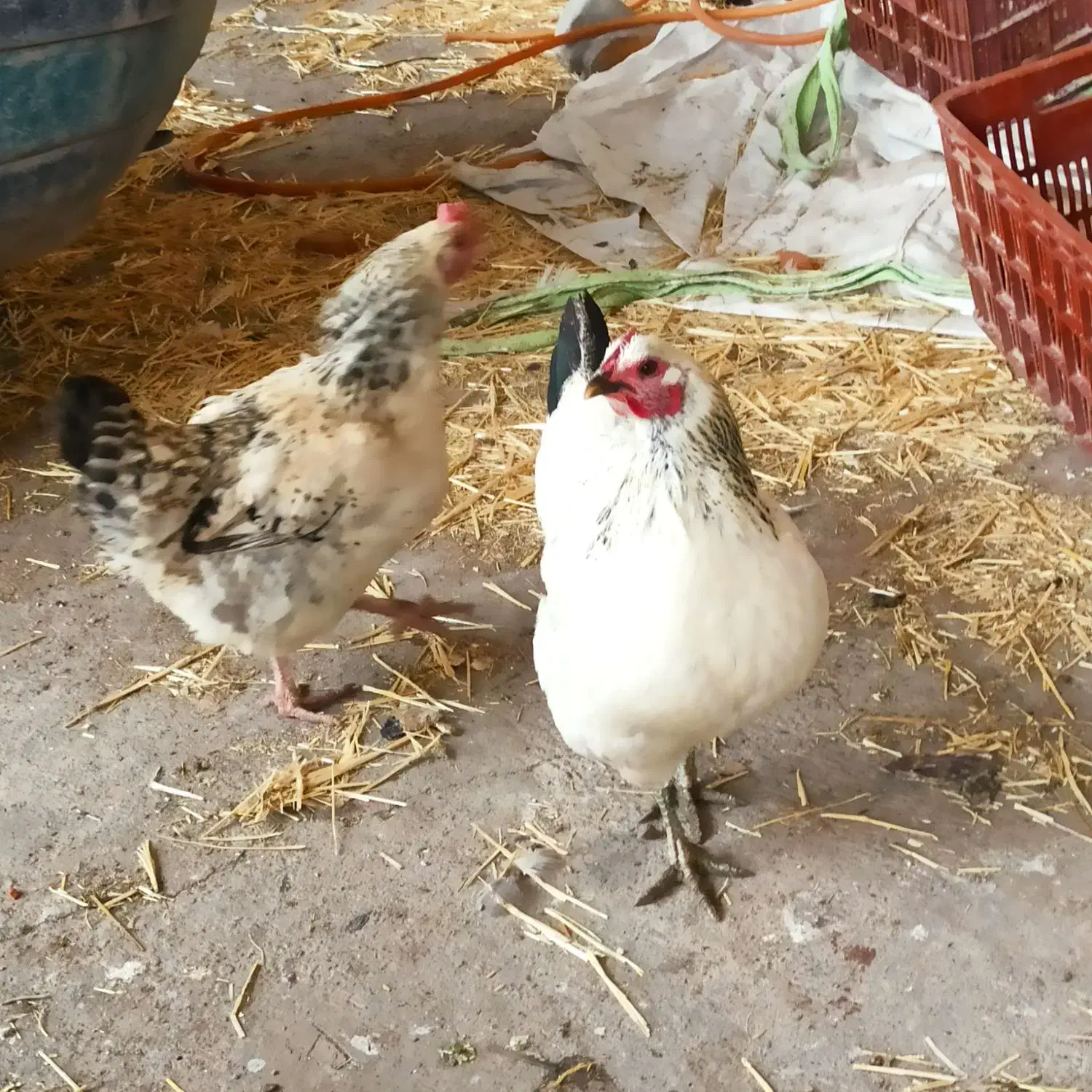 غاز ، قو غاز ، جوجه غاز ، مرغ و محلی ، مرغ شاخدار|حیوانات مزرعه|قزوین, |دیوار