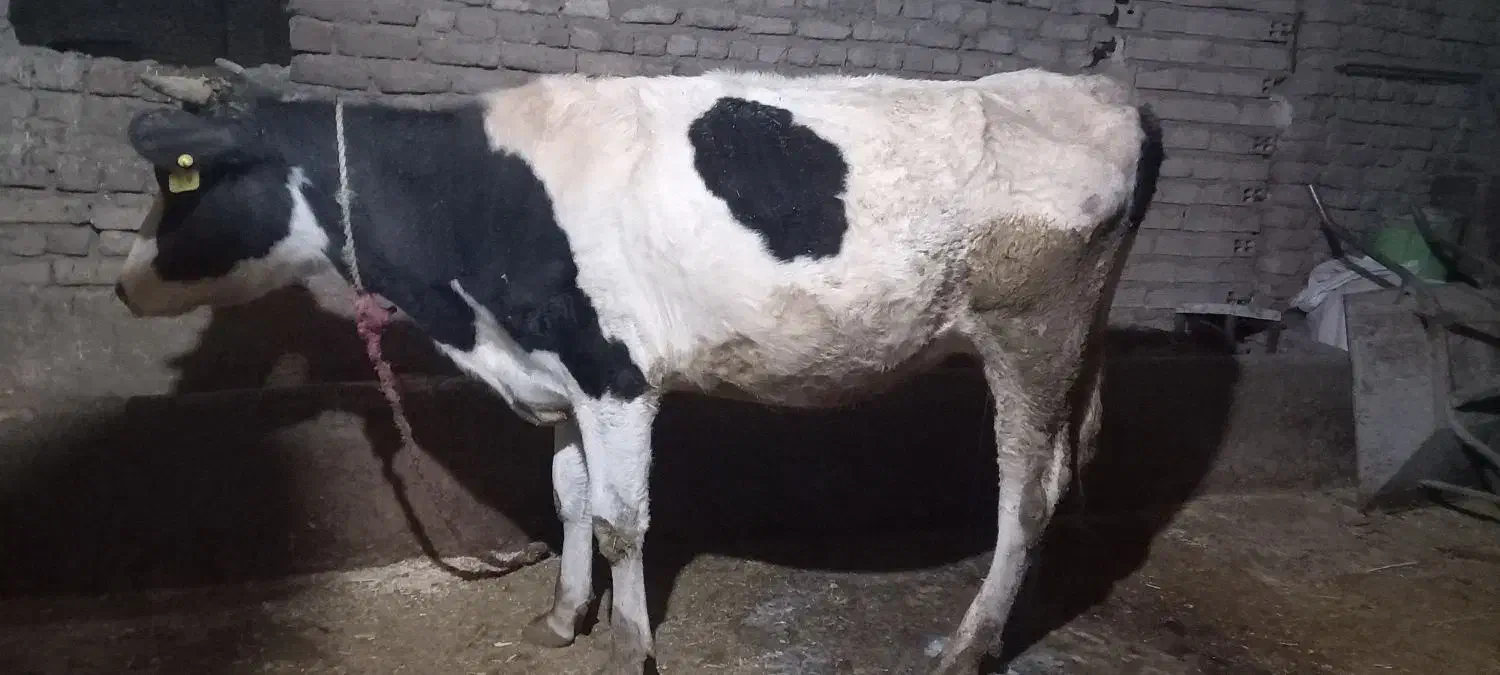 گاو آبستن|حیوانات مزرعه|سیلاخور, |دیوار