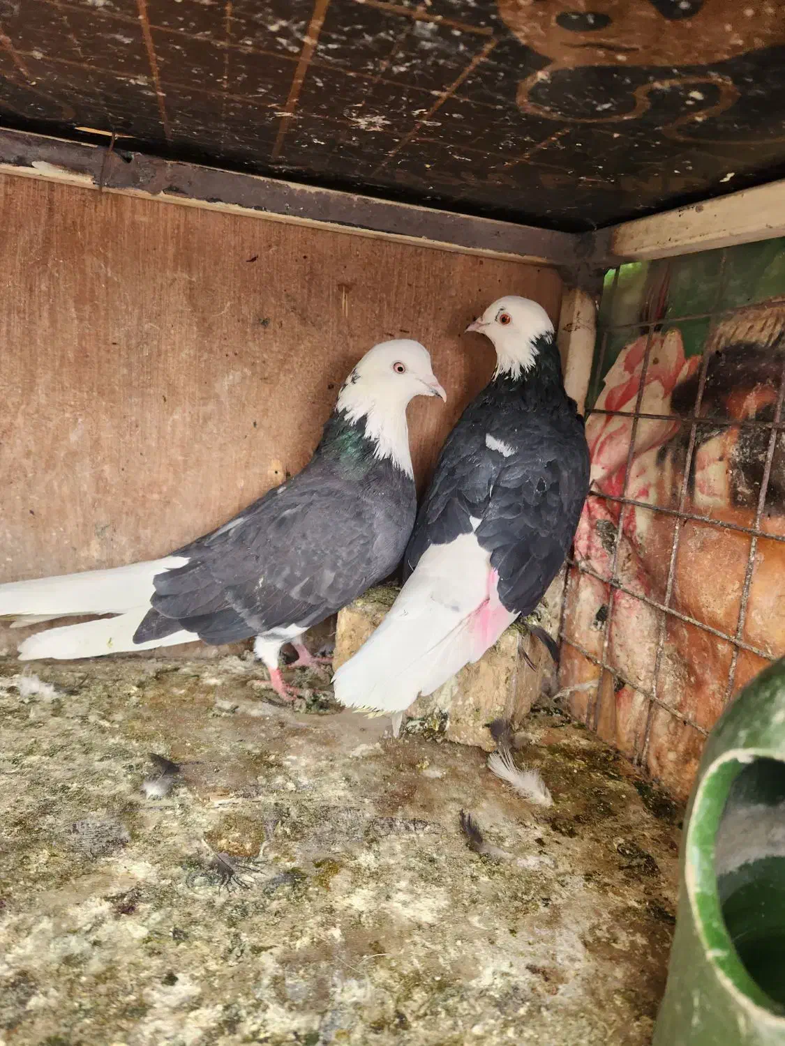 کفتر حراج|پرنده|ری, دیلمان|دیوار