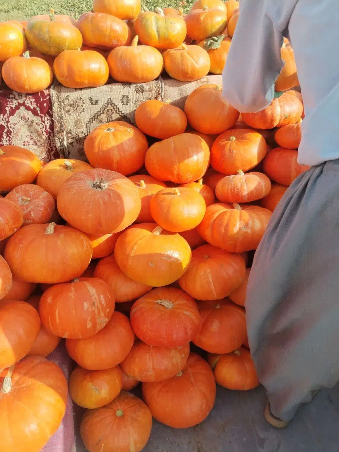 کدو حلوایی ب صورت عمده|خوردنی و آشامیدنی|شیراز, باهنر|دیوار