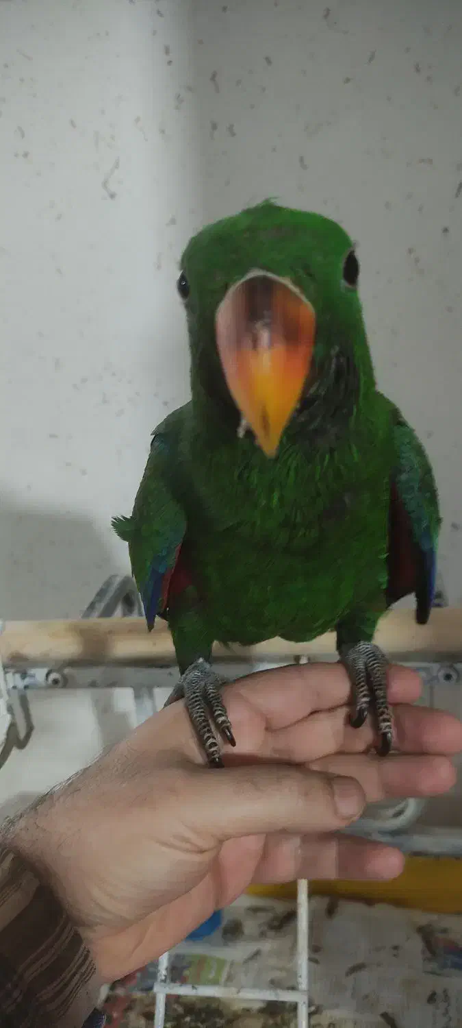 جوجه اکلکتوس|پرنده|بندر انزلی, نیمه شعبان|دیوار