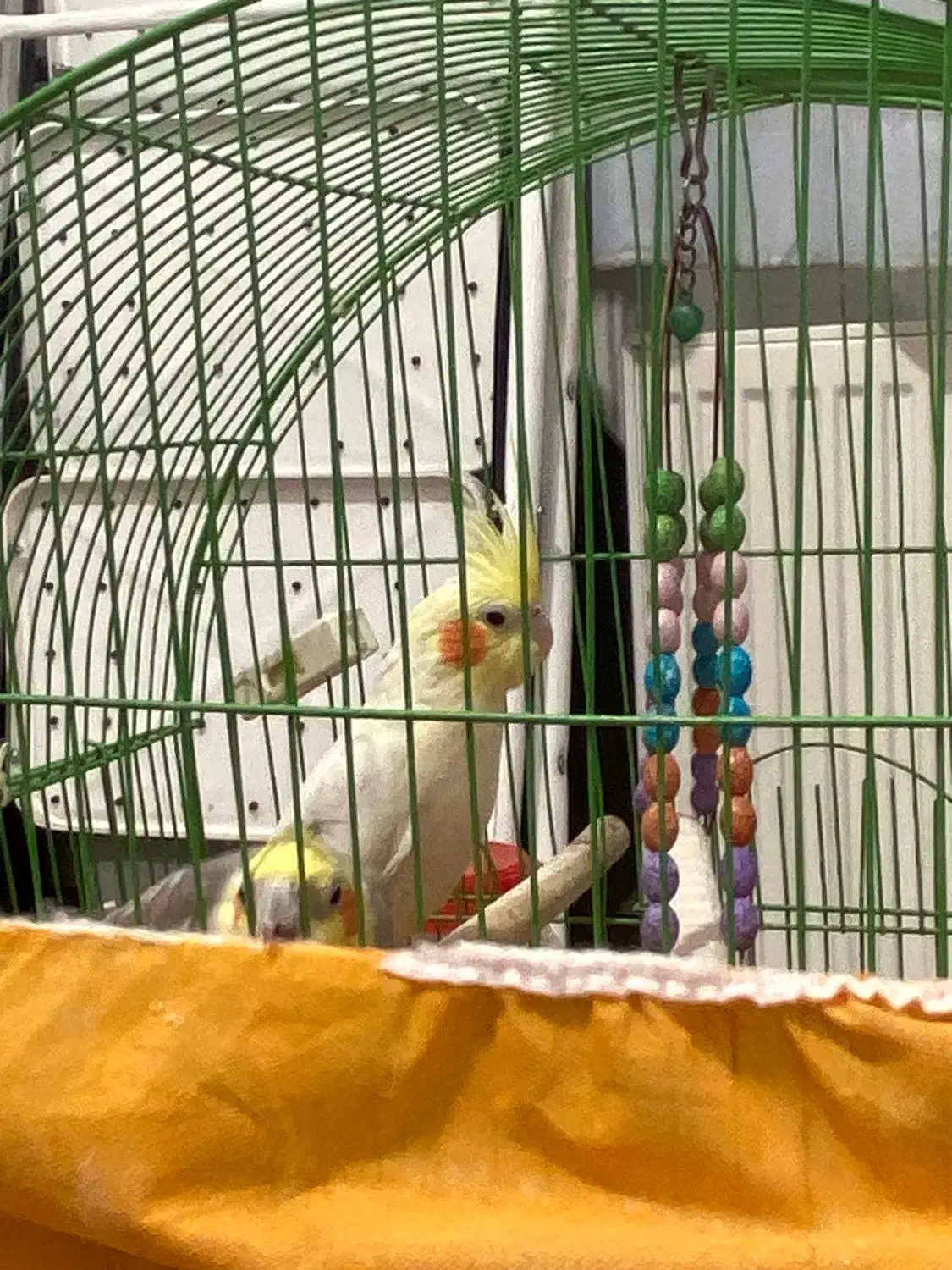 فروش عروس هلندی نر و ماده|پرنده|کرمان, |دیوار