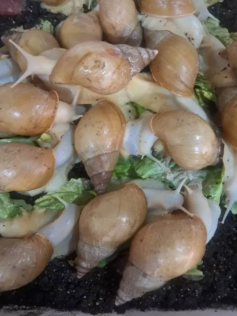 فروش حلزون|خزنده|آبادان, |دیوار