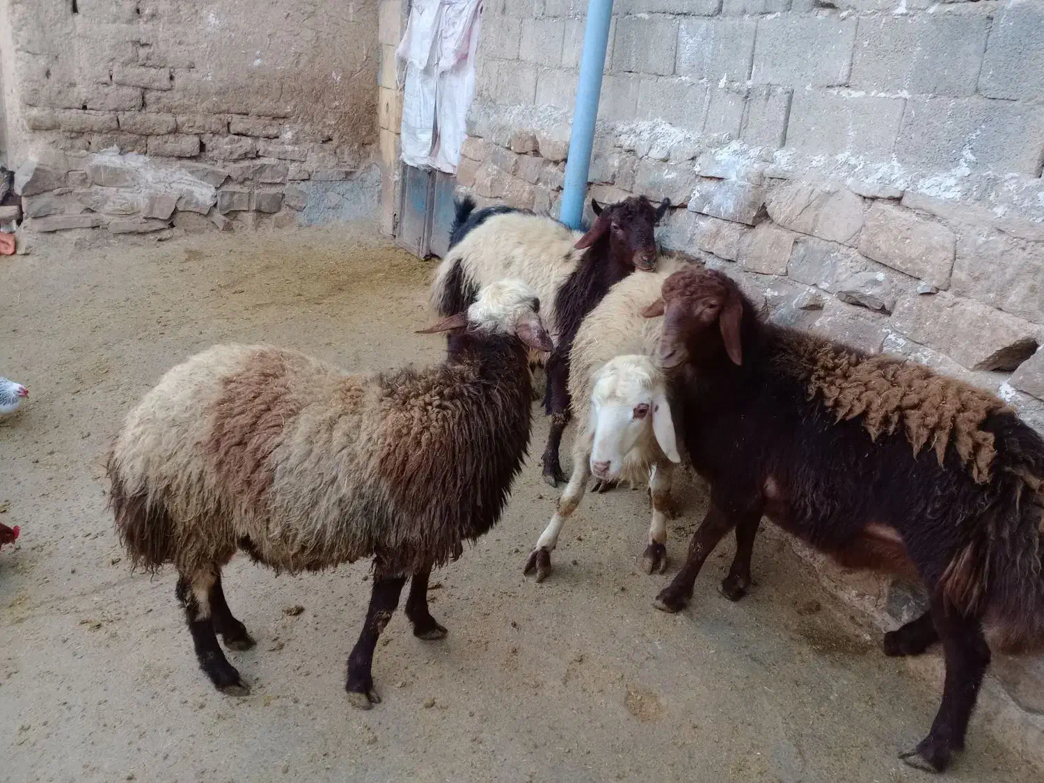 بره نر کشتاری|حیوانات مزرعه|شیروان (لرستان), |دیوار