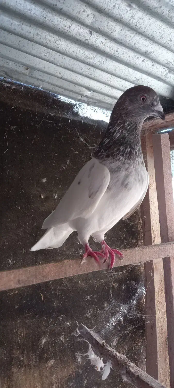 کبوتر پرشی|پرنده|رشت, یخسازی|دیوار