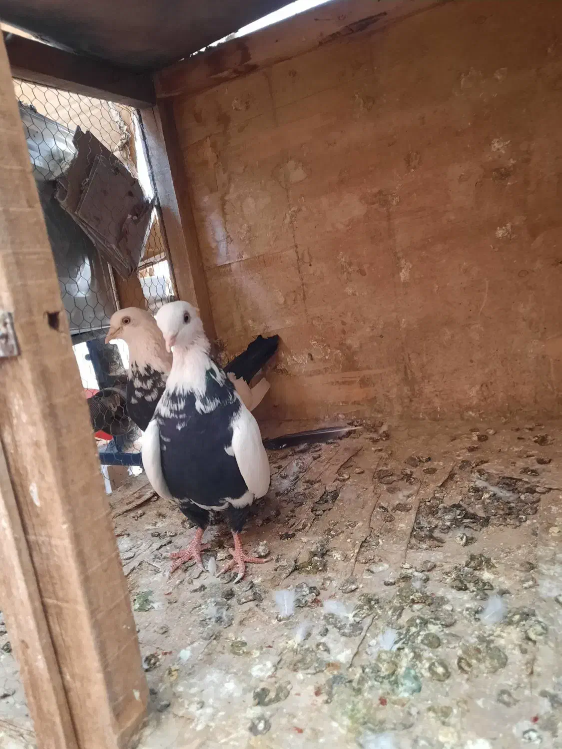 طوقی|پرنده|تهران, سلسبیل شمالی|دیوار