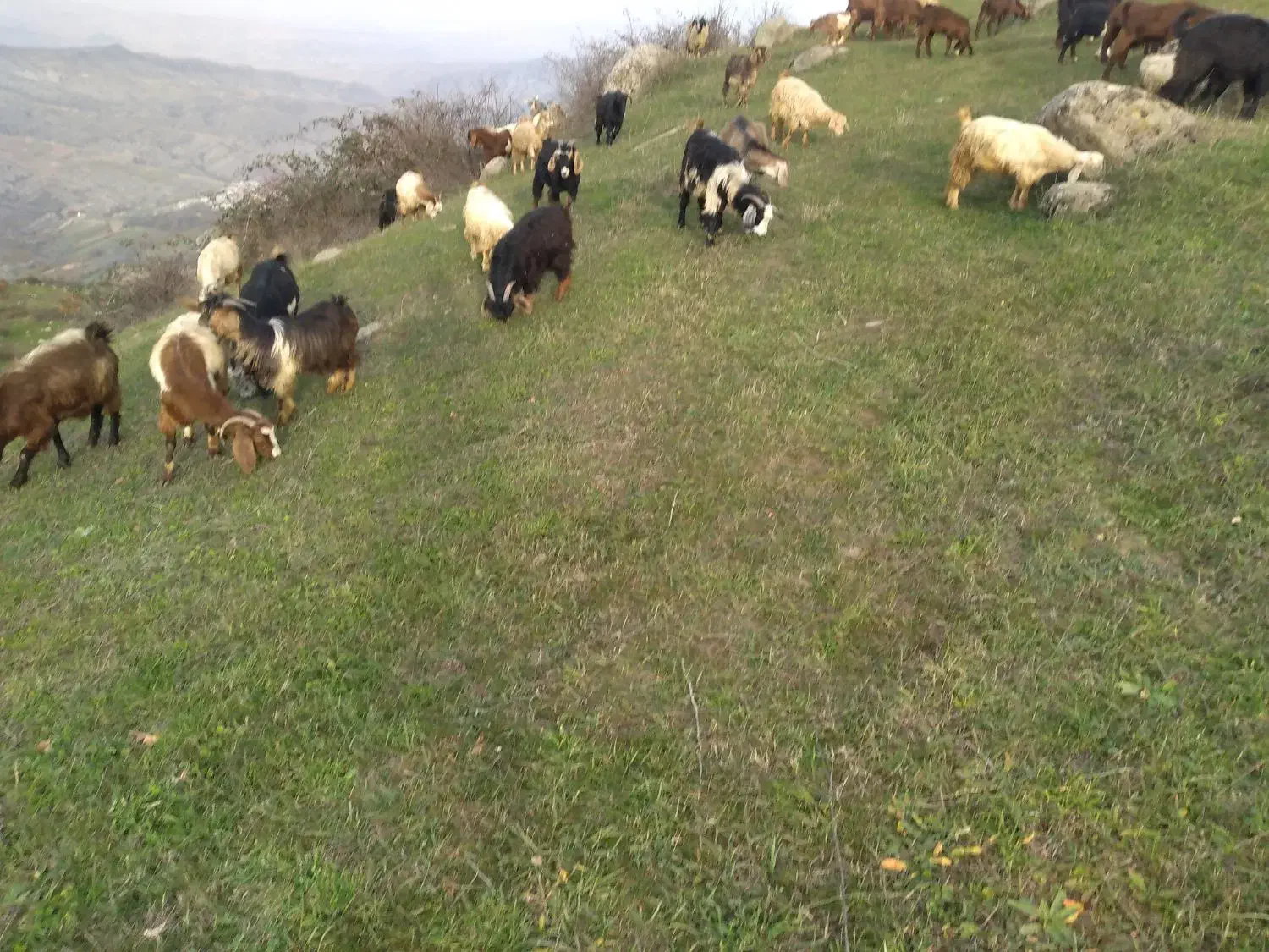 بزهای جوان نژاد عالی|حیوانات مزرعه|اهر, |دیوار