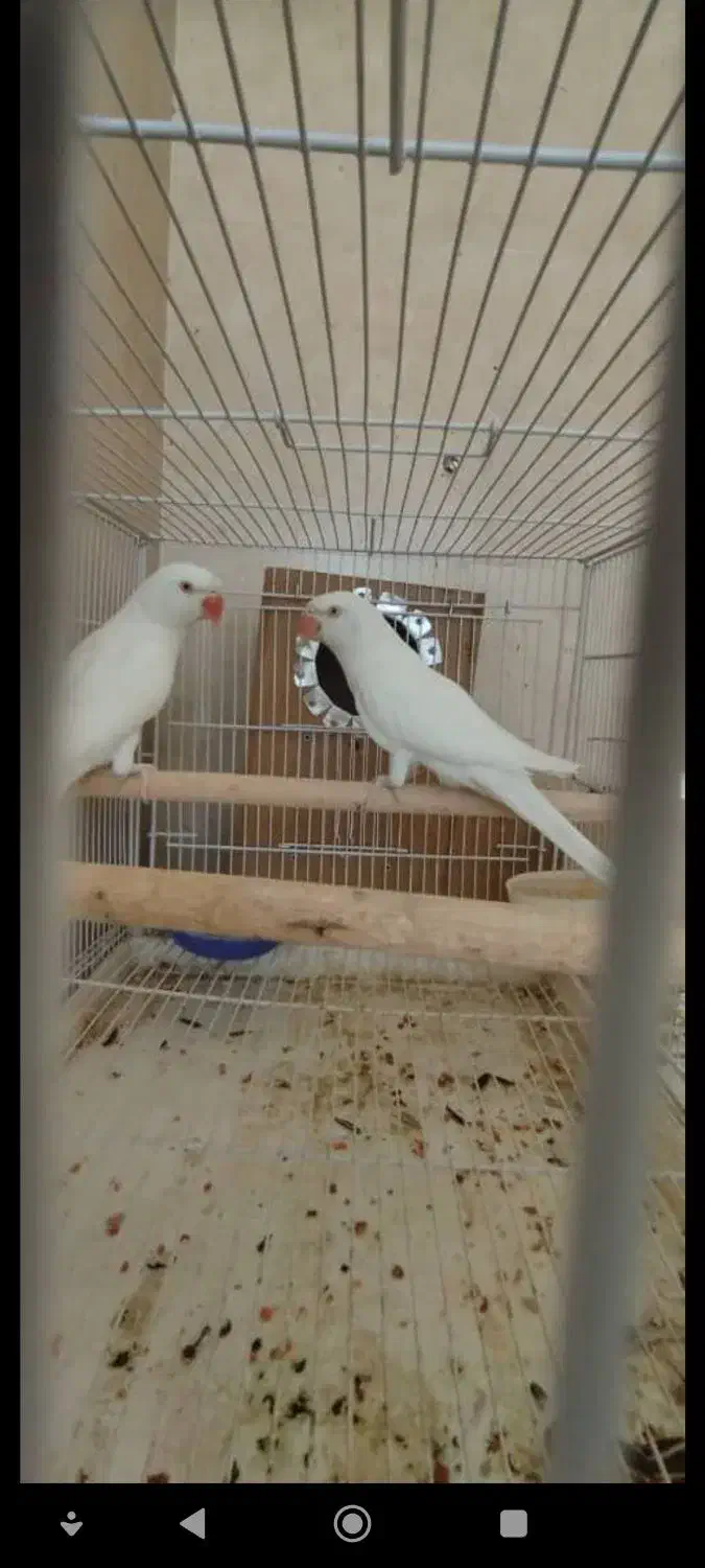 طوطی ملنگو البینو ،طوسی و سبز مولد|پرنده|شیراز, غدیر جنوبی|دیوار