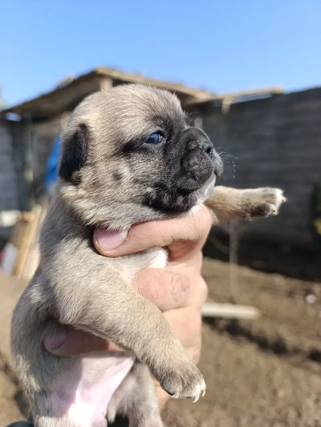 سگ پاگ|سگ|اصفهان, قائمیه|دیوار