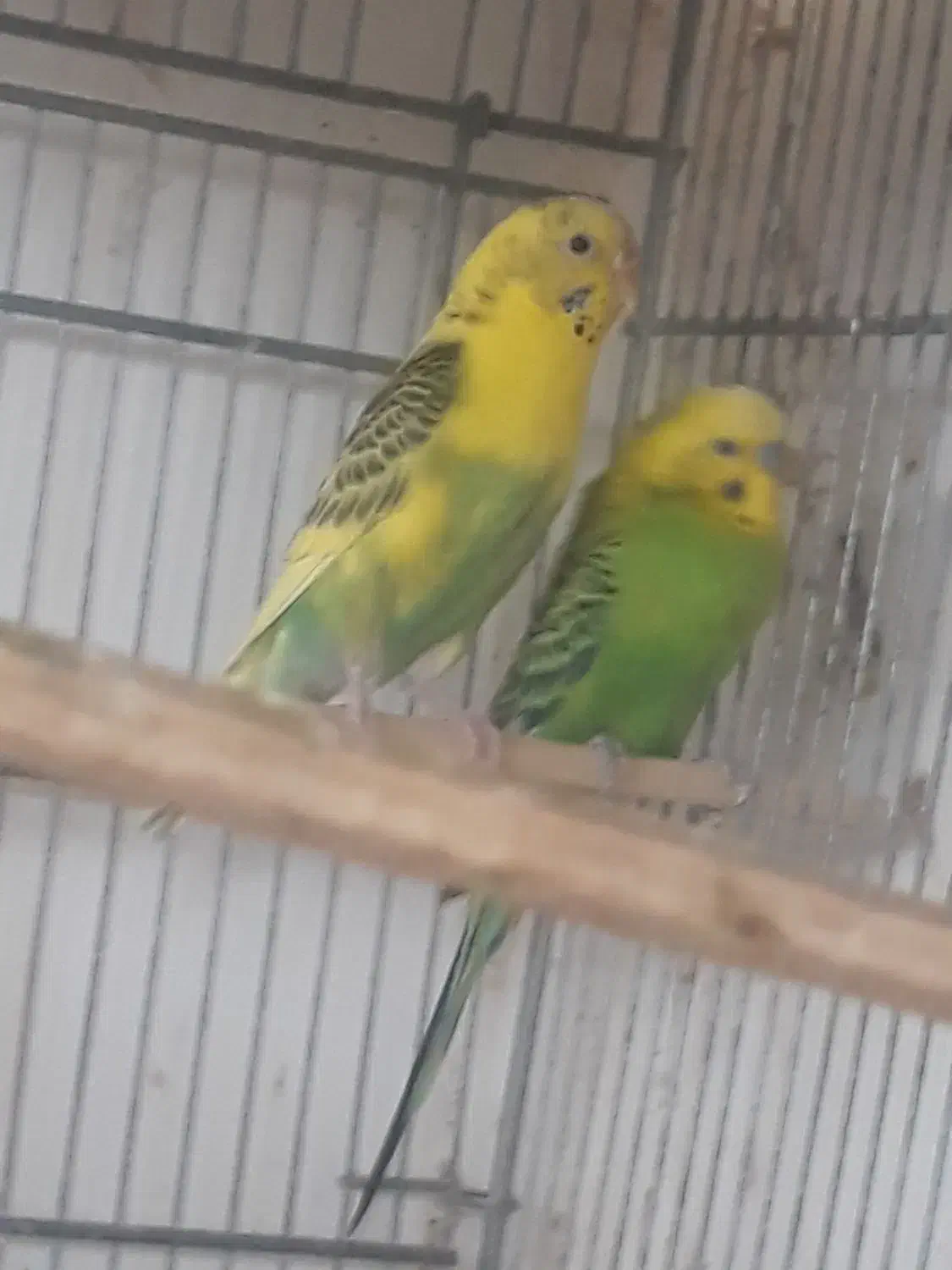 یک جفت مرغ عشق انگلیسی|پرنده|قزوین, |دیوار