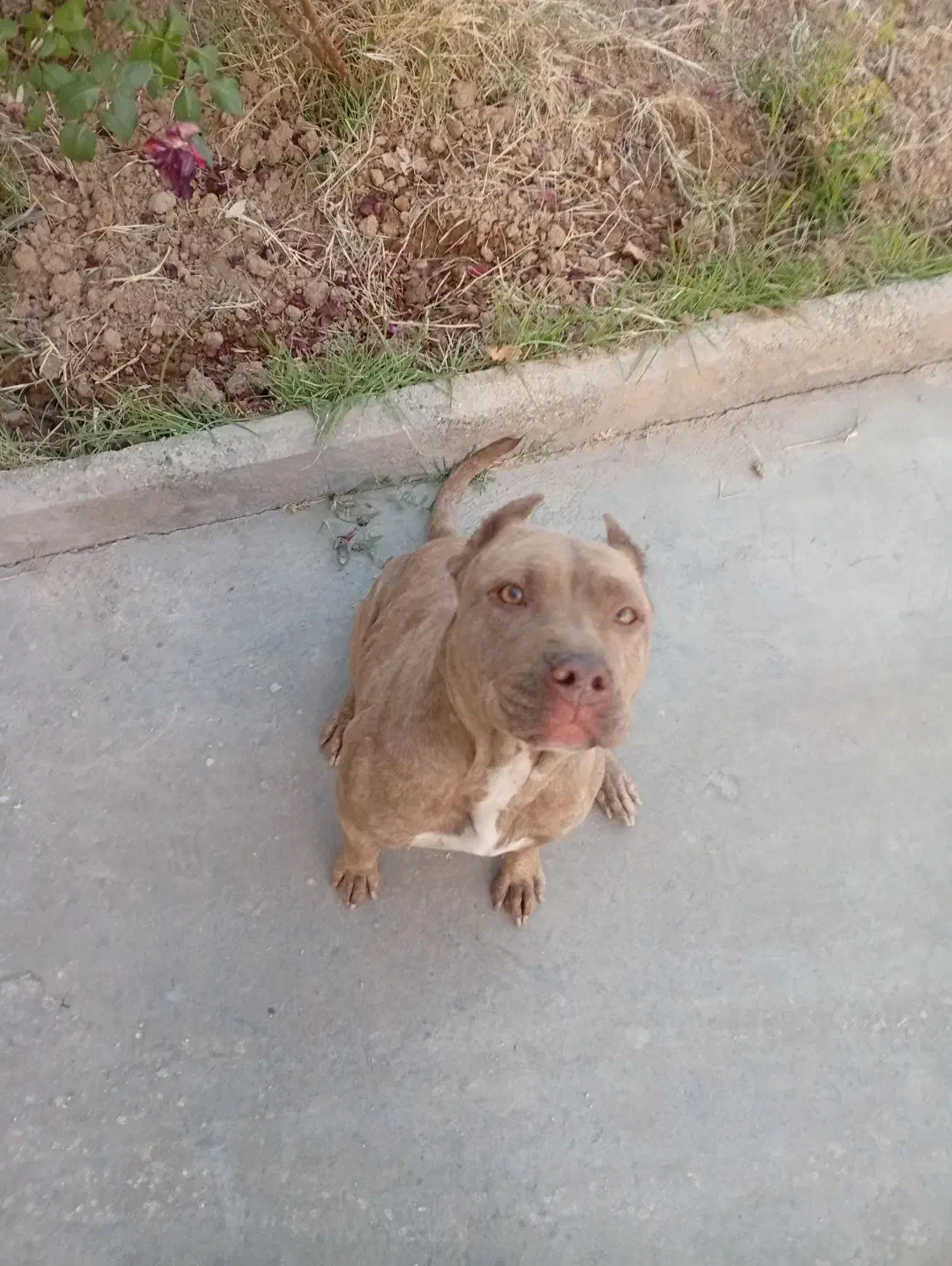 سگ پیت بول|سگ|پاکدشت, پاکدشت (مامازند)|دیوار