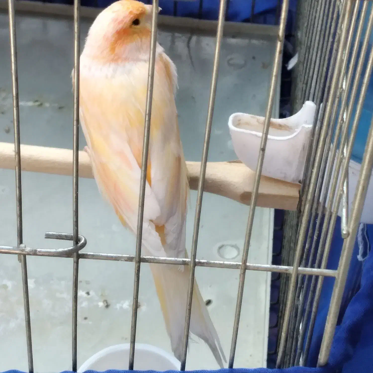 قناری|پرنده|تهران, میدان میوه و تره‌بار مرکزی|دیوار