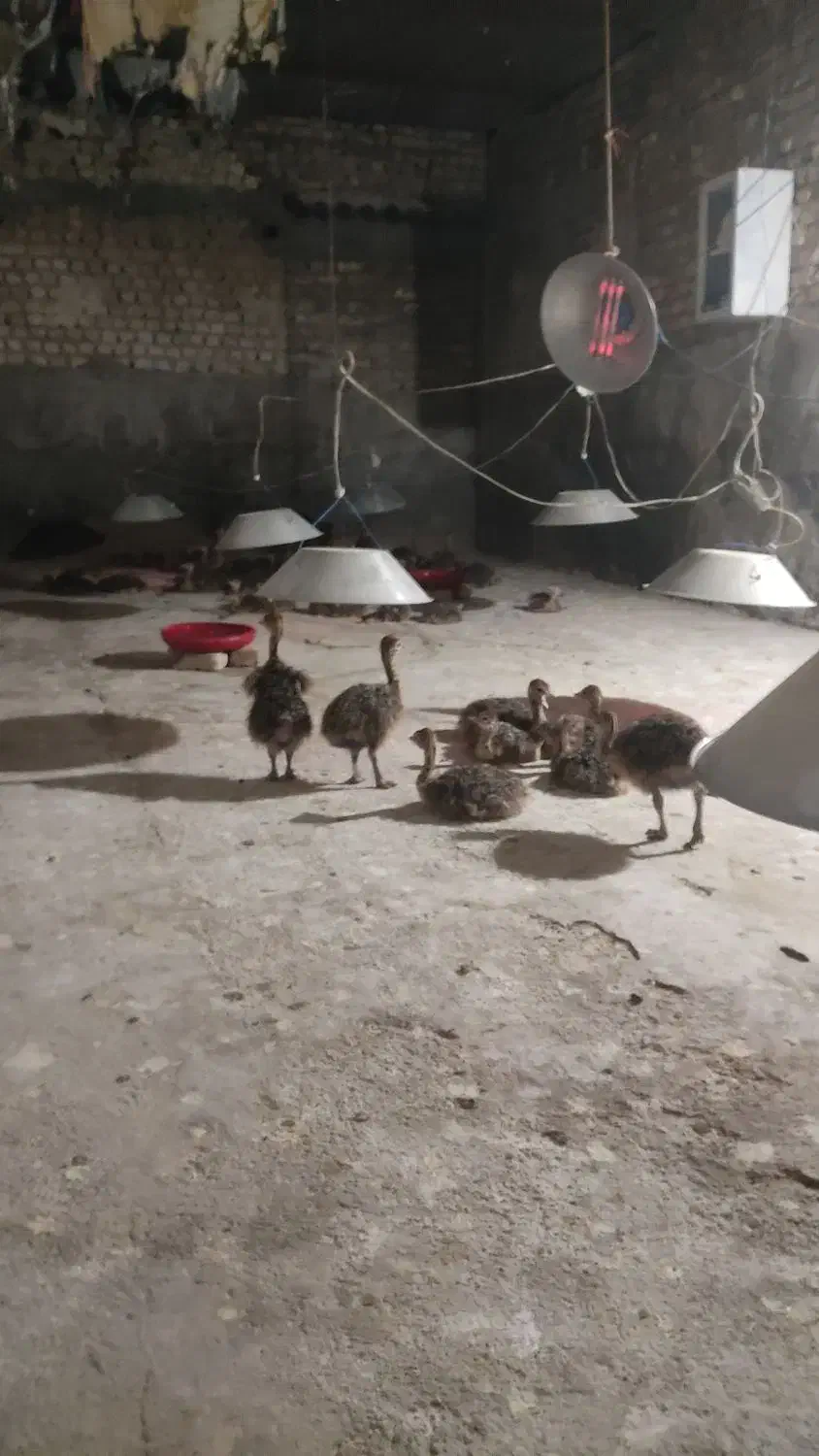 جوجه شترمرغ|حیوانات مزرعه|تهران, هفت چنار|دیوار