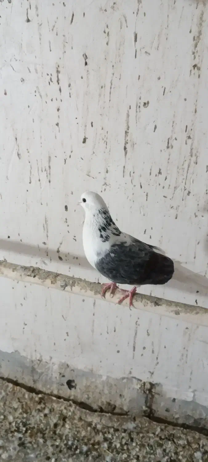 کفتر|پرنده|قم, ولیعصر|دیوار