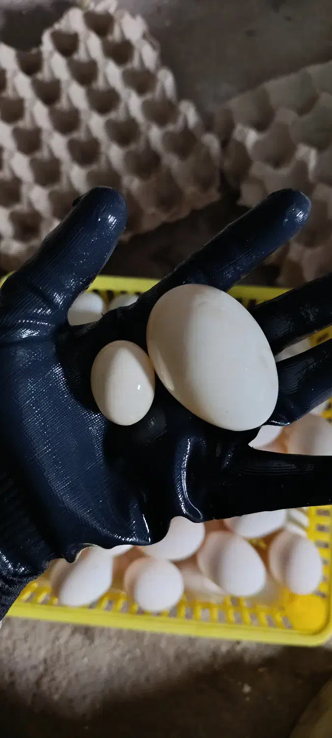 فروش تخم اردک محلی خوراکی|خوردنی و آشامیدنی|بابل, |دیوار