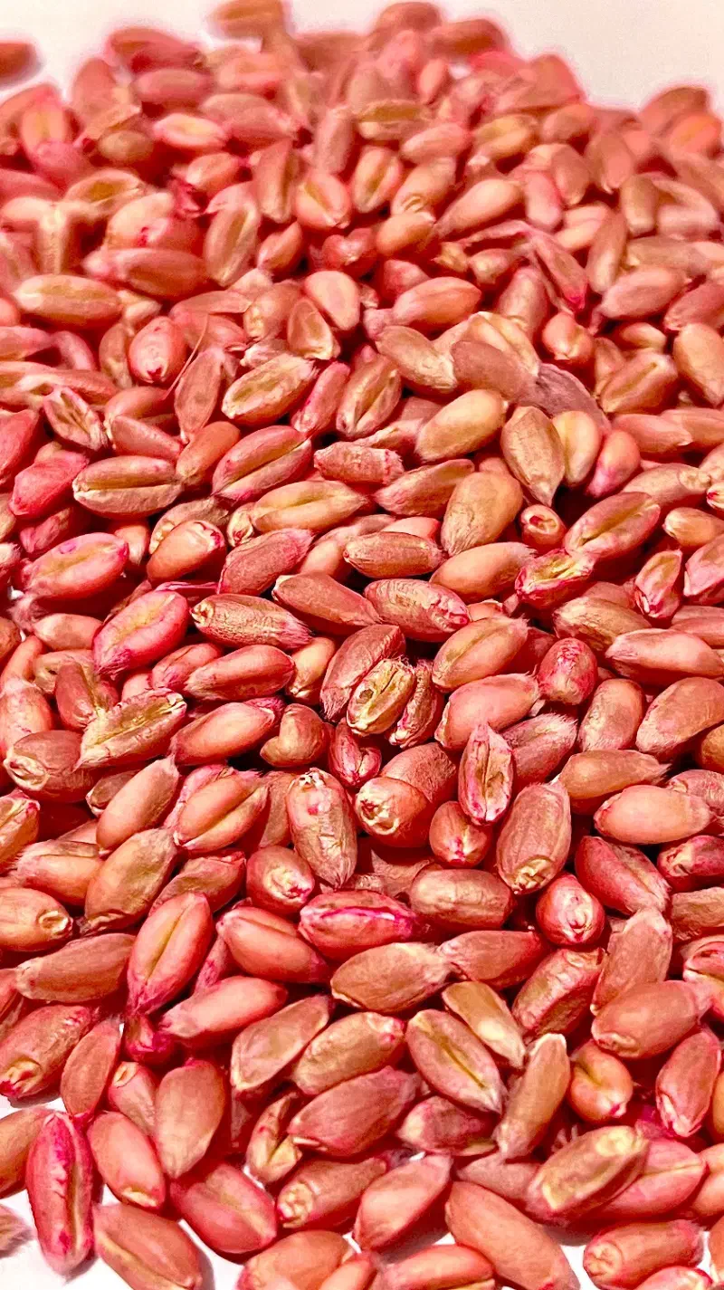 گندم بذری اصلاح شده سم خورده|عمده‌فروشی|محمدیه-قزوین, |دیوار
