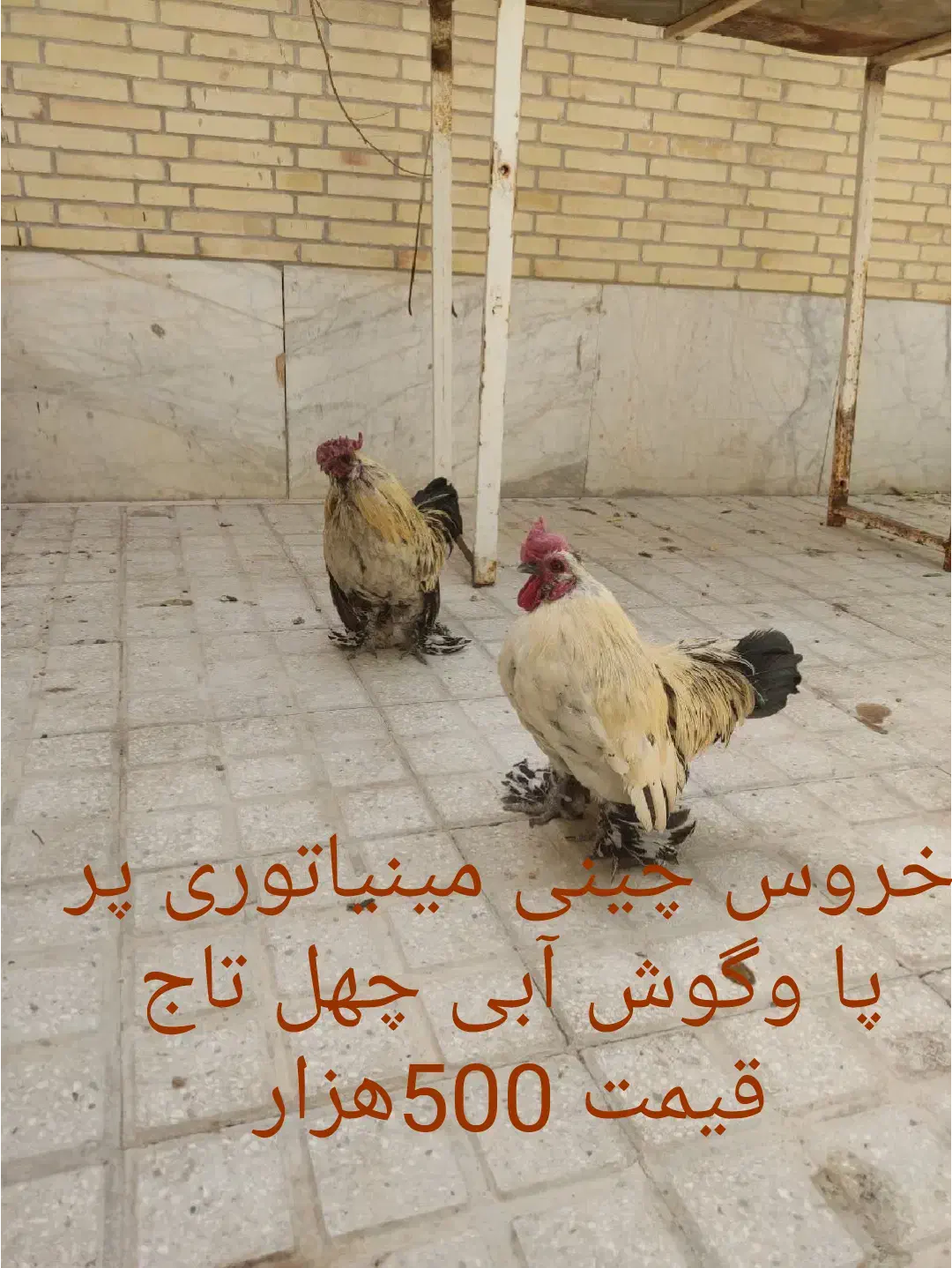 خروس چینی مینیاتوری|حیوانات مزرعه|یزد, |دیوار