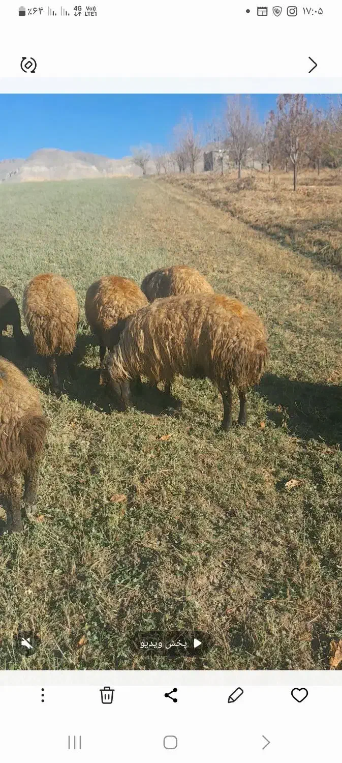 میش و بره|حیوانات مزرعه|کامیاران, |دیوار