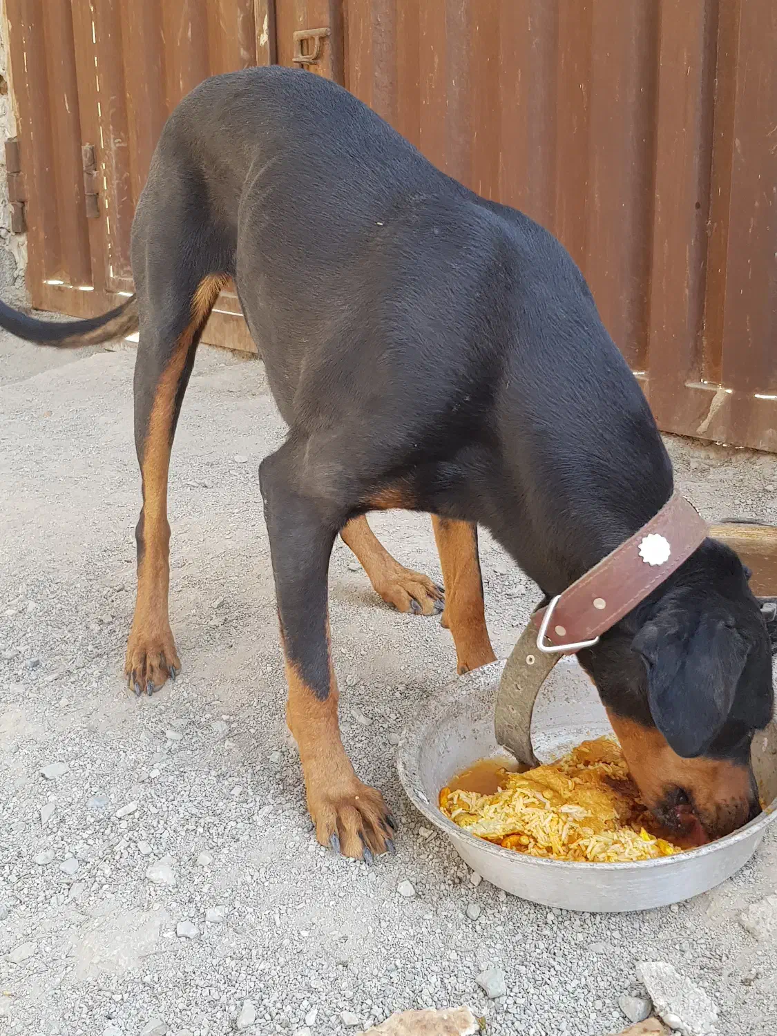 سگ دوبرمن|سگ|صفادشت, |دیوار