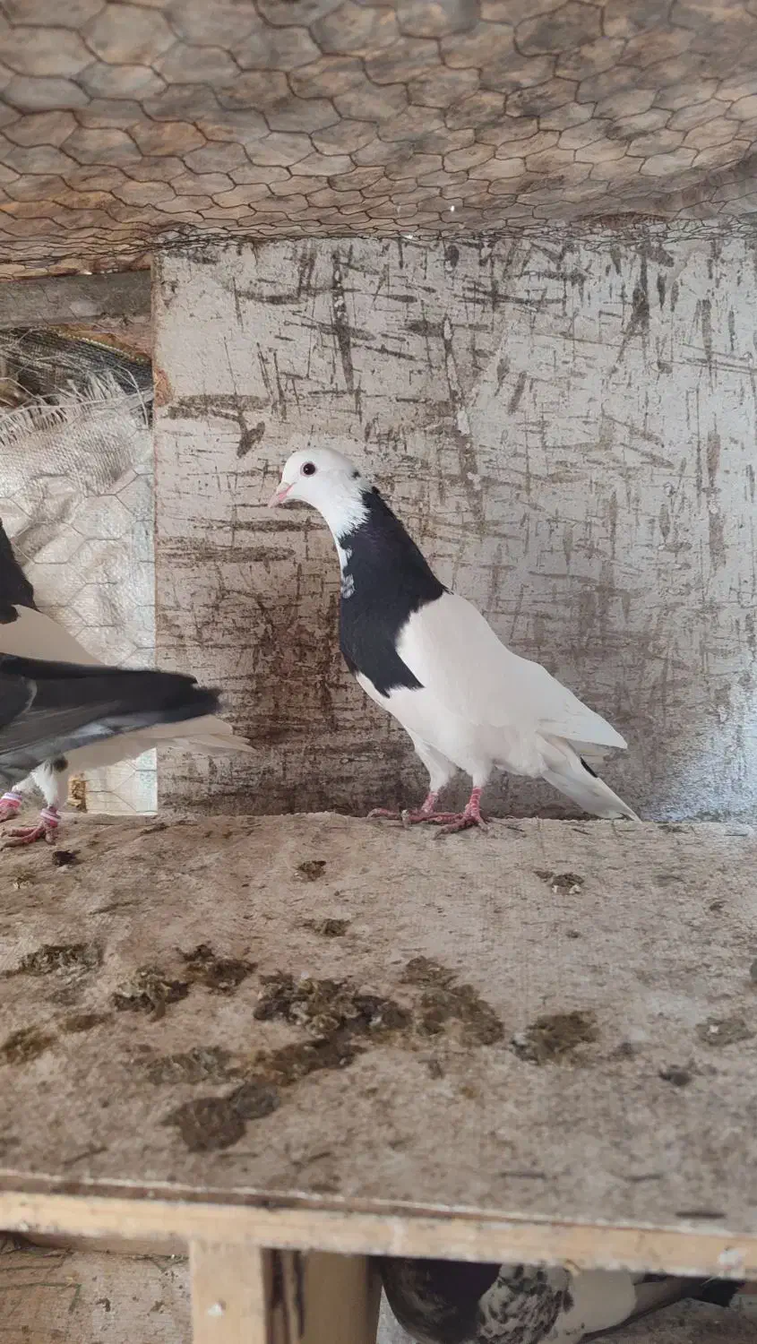 کبوتر طوقی|پرنده|فاضل آباد, |دیوار