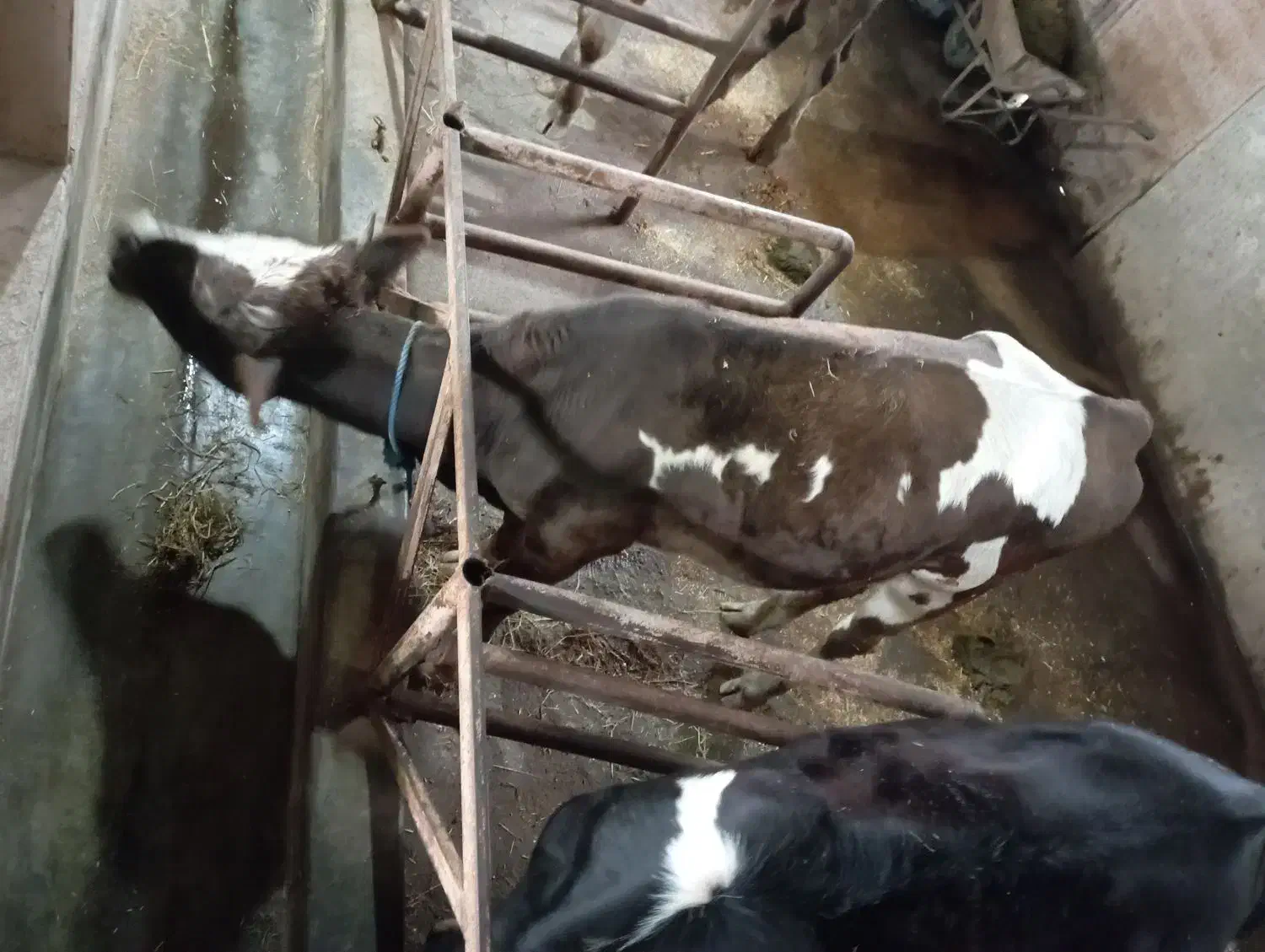 گوساله سیمینتال اصیل|حیوانات مزرعه|رشت, حومه رشت|دیوار