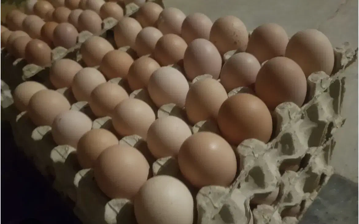 تخم مرغ نطفه دار گلین و دورگه و ایام سمانی|حیوانات مزرعه|هشتگرد, اردهه|دیوار