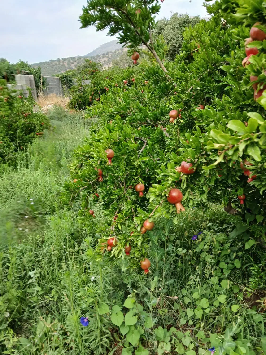 فروش باغ اناری کوهمره سرخی|فروش زمین و ملک کلنگی|شیراز, آبیاری|دیوار