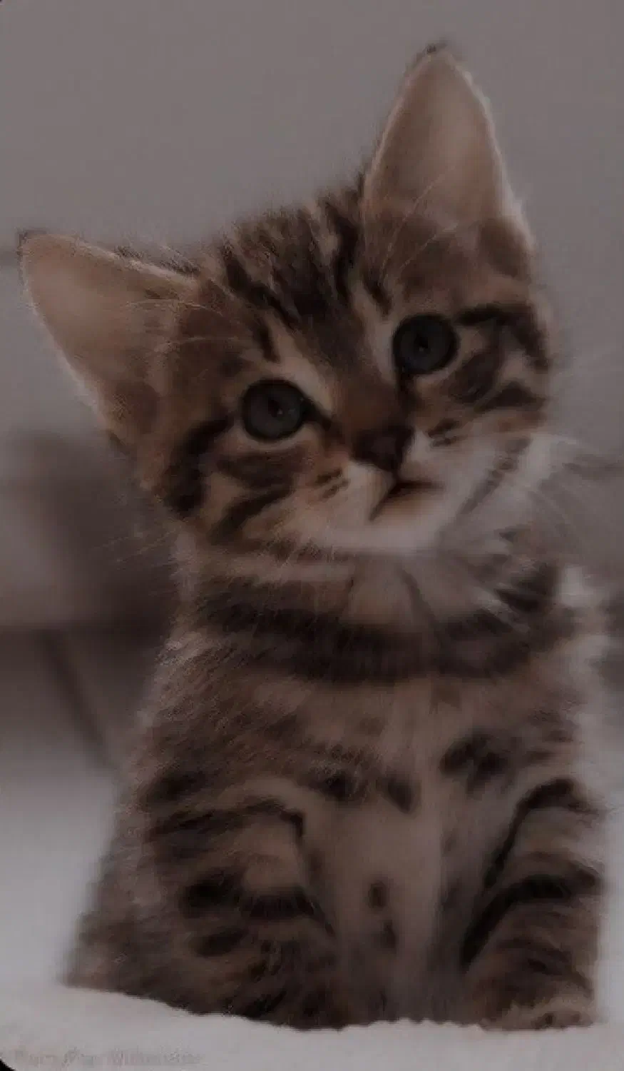 بچه گربه گمشده|حیوانات|سبزوار, همت|دیوار