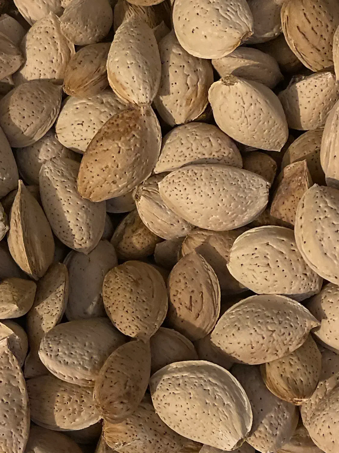 فروش بادام درختی|عمده‌فروشی|شیراز, قصرالدشت|دیوار