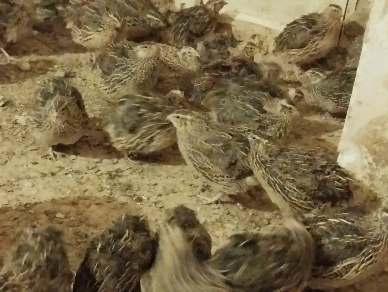 جوجه بلدرچین و بالغ و تخم|حیوانات مزرعه|بردسکن, |دیوار