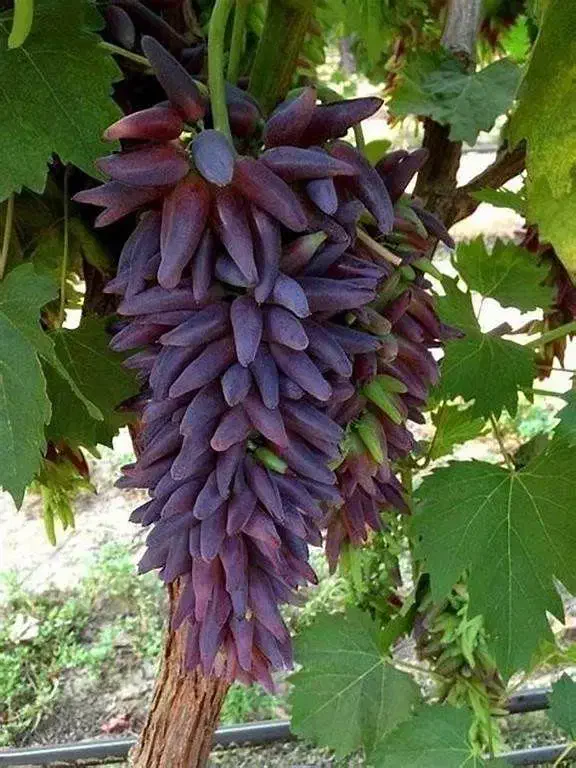 انواع نهال میوه و بادام و گردو پسته|خدمات باغبانی و درختکاری|رشت, منظریه|دیوار