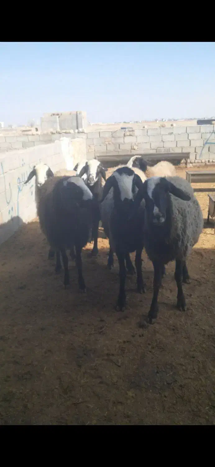 میش  وشیشک|حیوانات مزرعه|اسفرورین, |دیوار