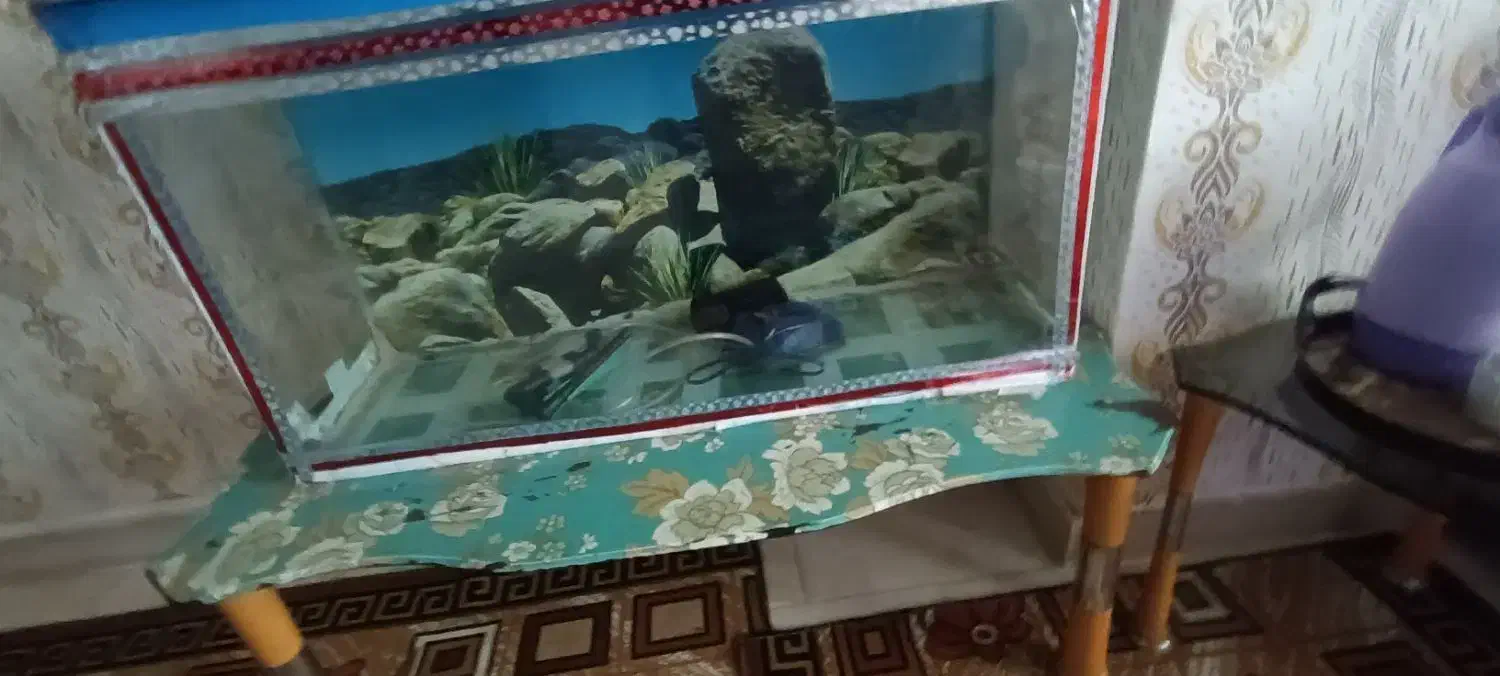 آکواریوم|ماهی|بندرعباس, |دیوار