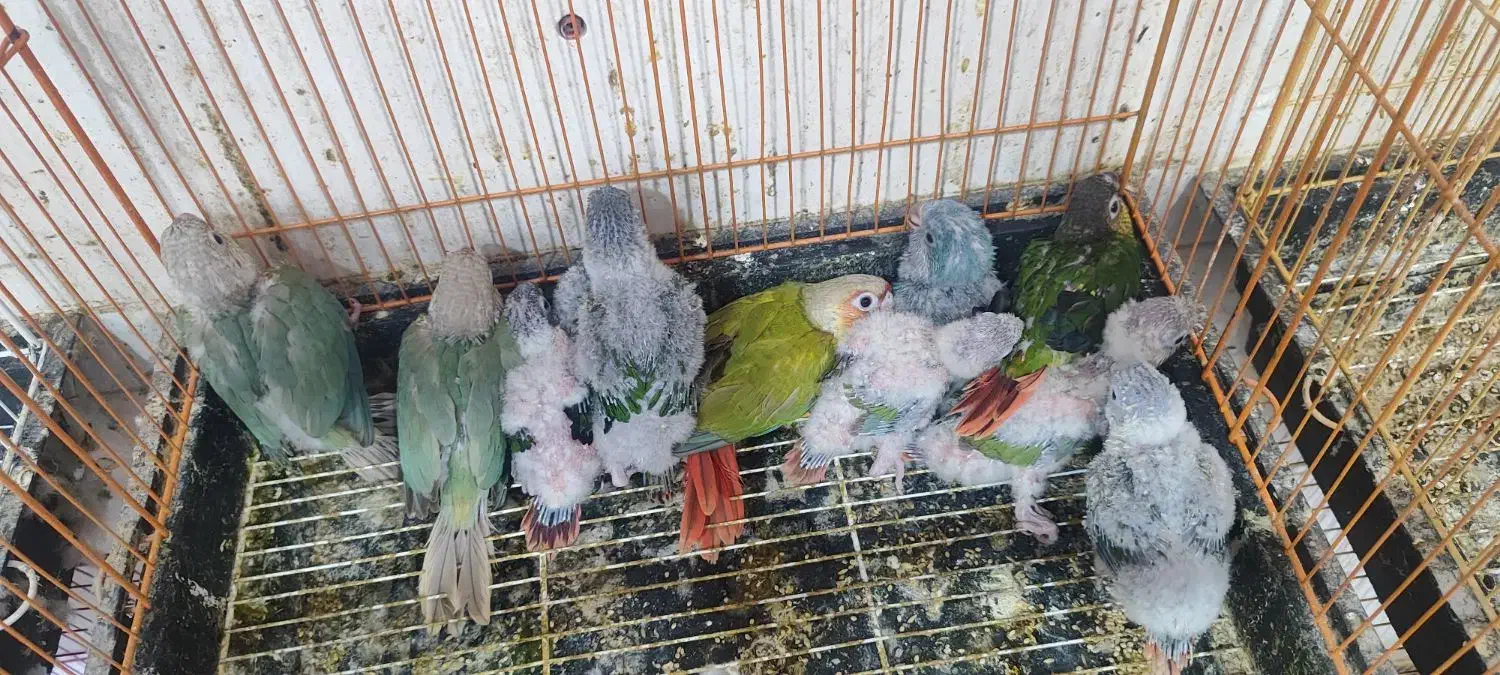 جوجه سرلاکی گیرینچیک رنگ بندی|پرنده|ساری, |دیوار