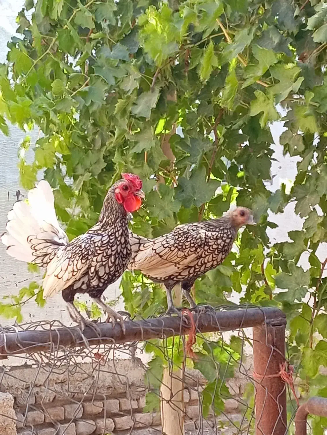 مرق خوروس مینیاتوری|حیوانات مزرعه|دشتابی, |دیوار