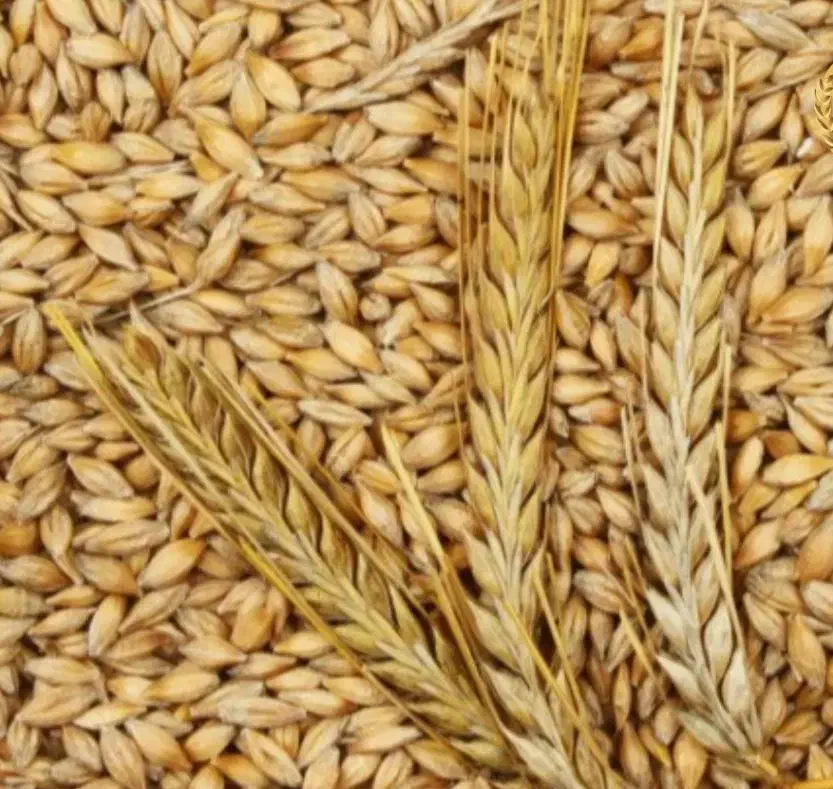 جو  ، جو|لوازم جانبی حیوانات|دوگنبدان, |دیوار