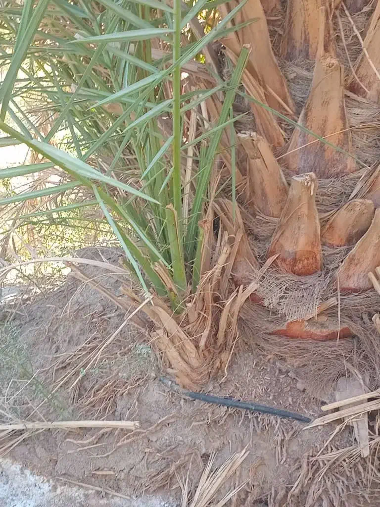 پاجوش زاهدی یاقصب|عمدهفروشی|سعدآباد, |دیوار