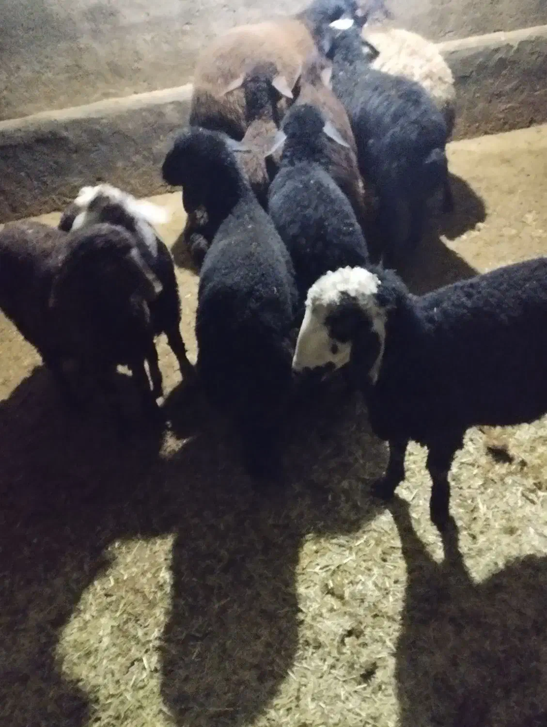 بره|حیوانات مزرعه|بلبان آباد, |دیوار