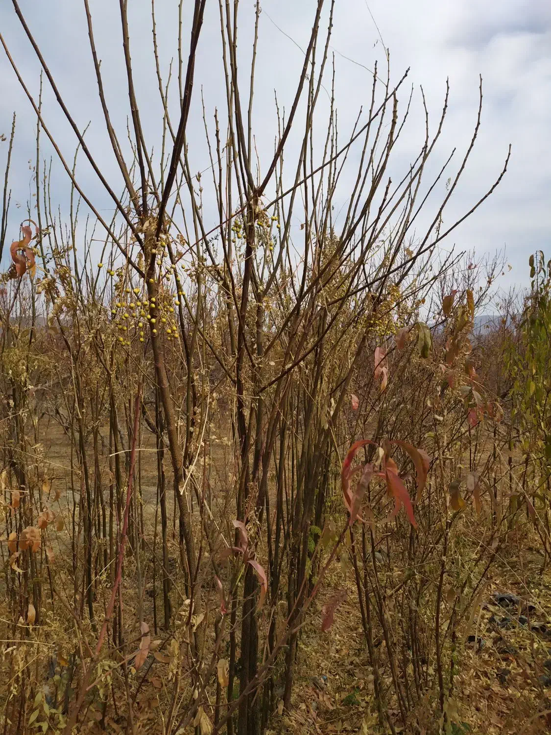 نهال زیتون تلخ زبان گنجشک بادام|خدمات باغبانی و درختکاری|فلاورجان, |دیوار