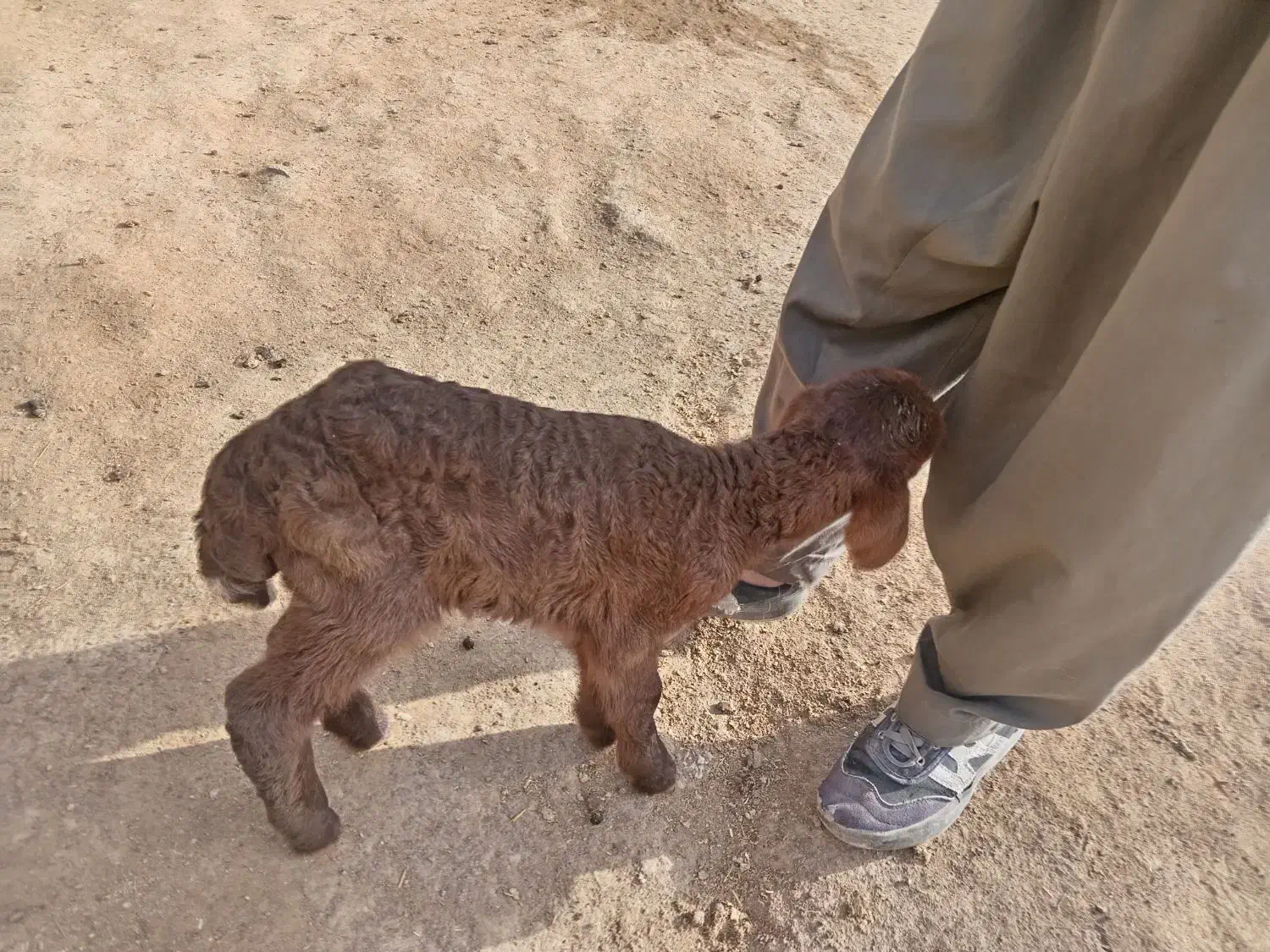 بره شیری.|حیوانات مزرعه|خوشاب, |دیوار