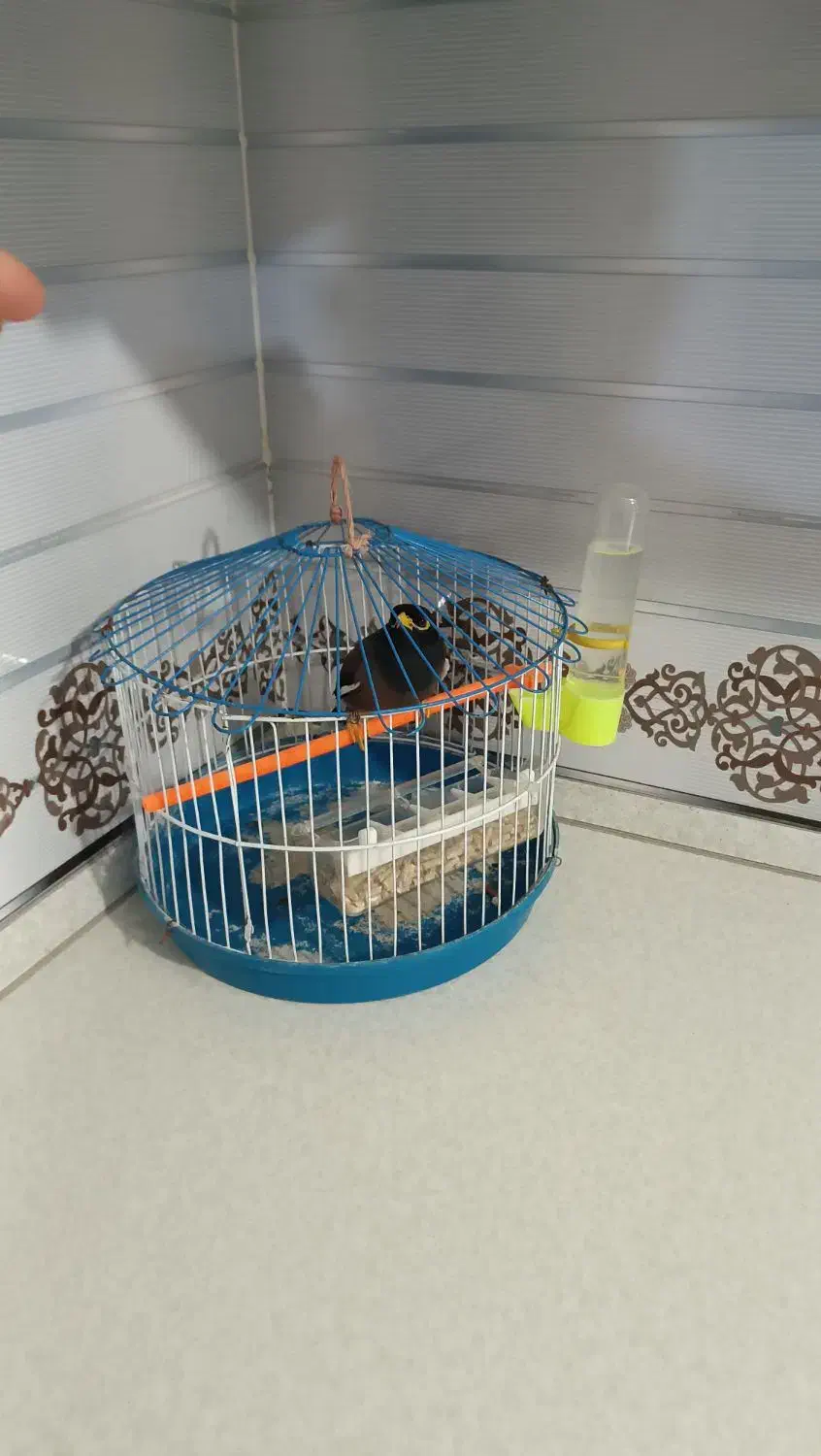 مرغ مینا اهلی بالا بیست کلمه حرف میرنه|پرنده|بجنورد, |دیوار