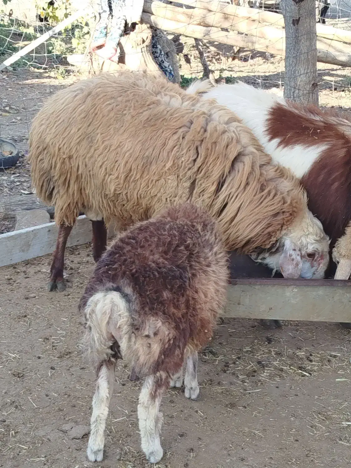 قوچ شیشک چهار دندان|حیوانات مزرعه|گرمی, |دیوار