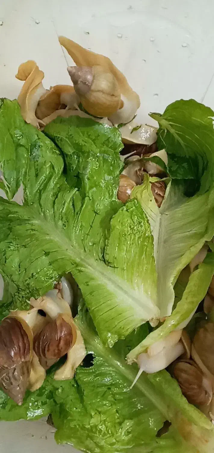 حلزون البینو|خزنده|پاکدشت, پاکدشت (مامازند)|دیوار