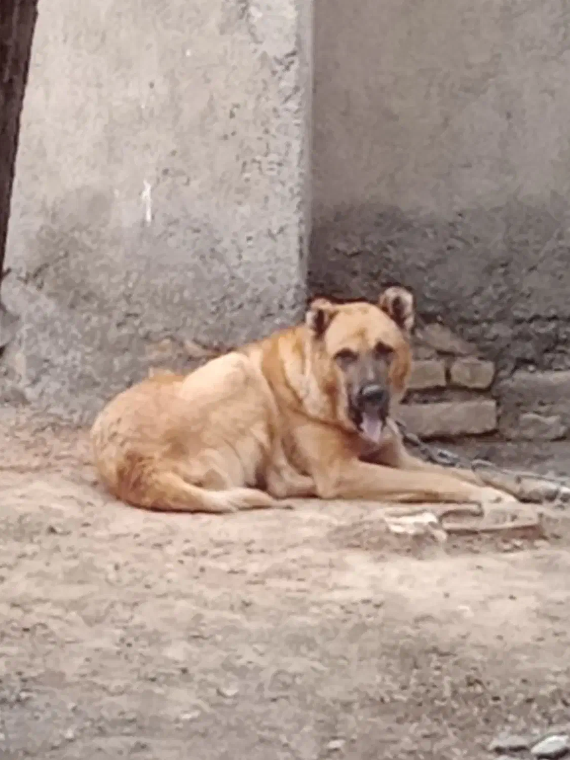 با سلام سگ سرابی ۱۶ ماهه|سگ|مشهد, طرق|دیوار