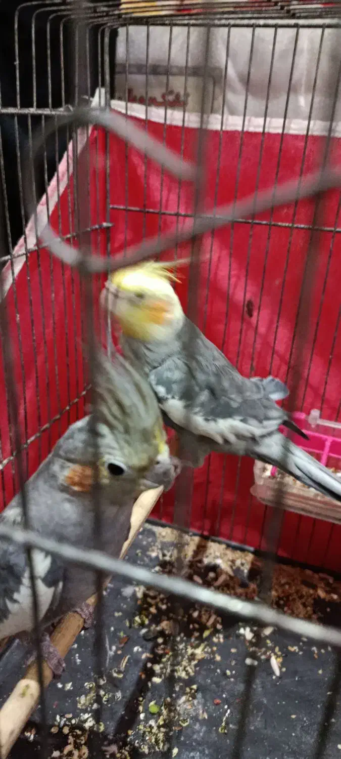 یک عدد جفت عروس پاریس  سرحال و ریتم خون|پرنده|اهواز, کیانشهر|دیوار