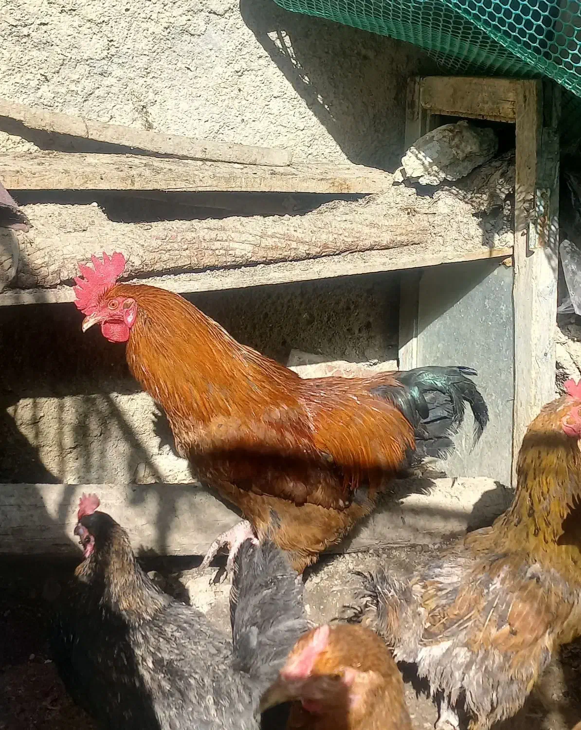 خروس محلی|حیوانات مزرعه|شیروان (خراسان), |دیوار