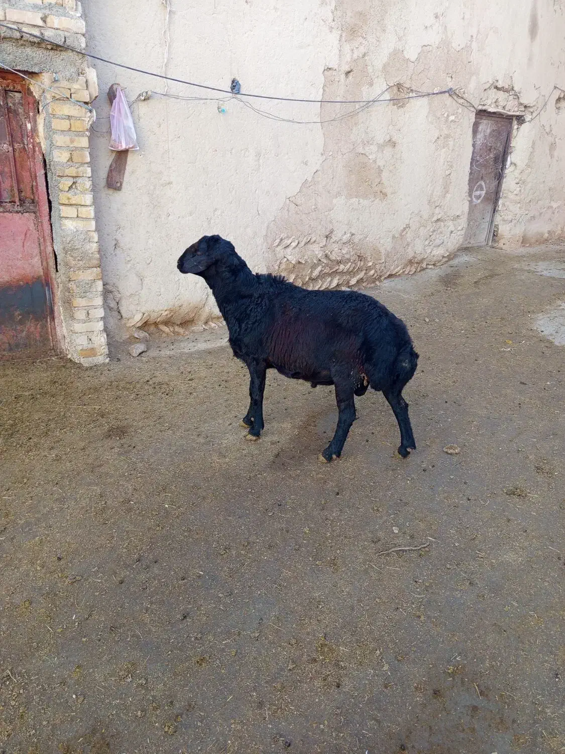 قوچ قزل افشار|حیوانات مزرعه|سجاس رود, |دیوار